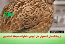 تربية السمان للحصول على البيض: خطوات بسيطة للمبتدئين