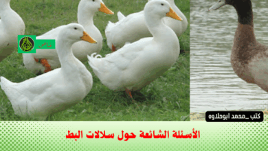 الأسئلة الشائعة حول سلالات البط
