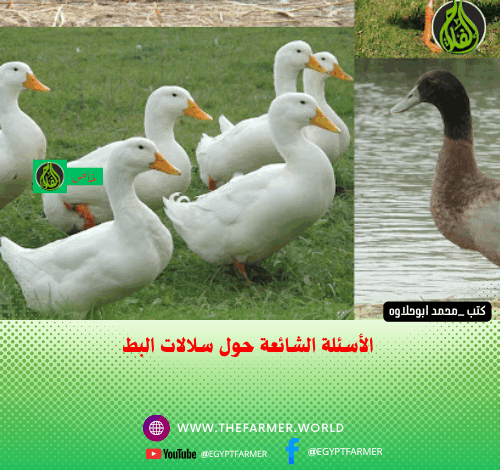 الأسئلة الشائعة حول سلالات البط