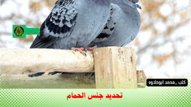 تحديد جنس الحمام