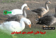 تربية الأوز: أفضل دليل للمبتدئين