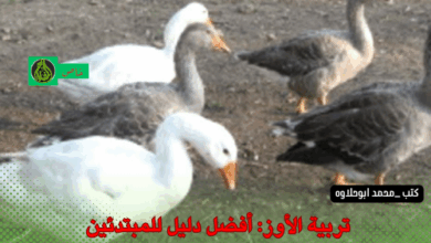 تربية الأوز: أفضل دليل للمبتدئين