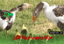 مزايا وعيوب تربية الأوز