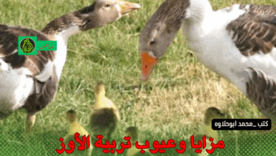 مزايا وعيوب تربية الأوز