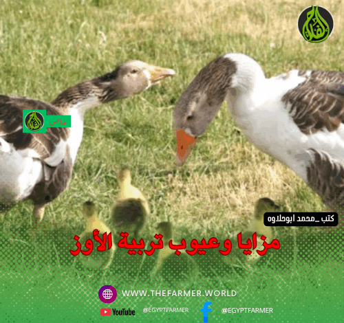 مزايا وعيوب تربية الأوز 1 مزايا وعيوب تربية الأوز