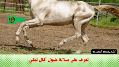 خيول أكال تيكي