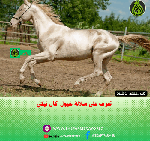 خيول أكال تيكي