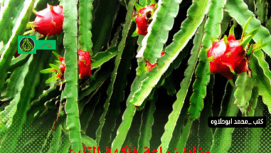 مزايا زراعة فاكهة التنين