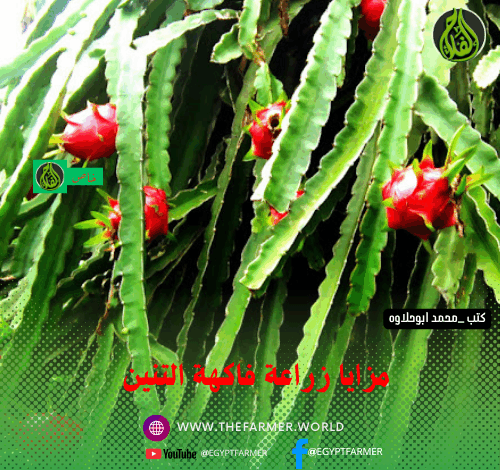 مزايا زراعة فاكهة التنين