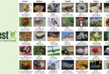 الذكاء الاصطناعي يدخل الحقول