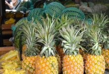 زراعة الأناناس